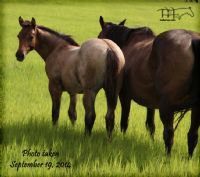 EASY MO HANCOCK'S 2014 FILLY